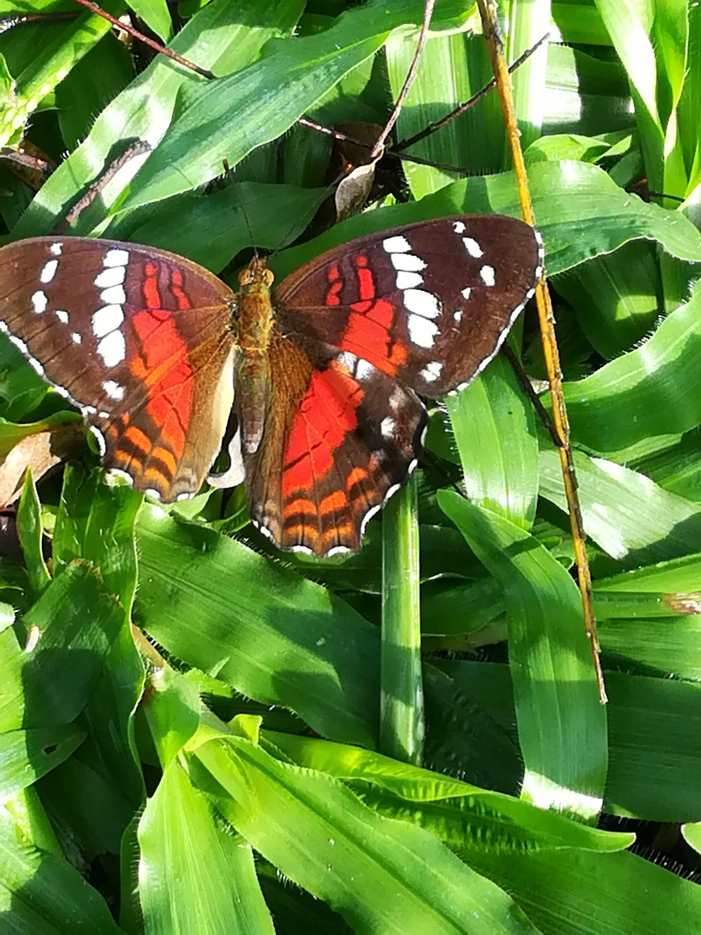 &Fotowelt - Insekten